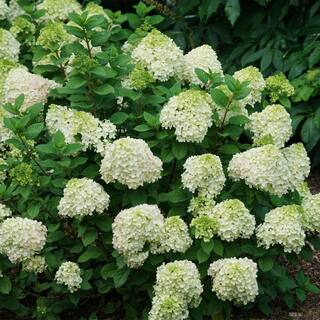 PROVEN WINNERS 2 Gal. Little Lime Punch Hydrangea Shrub with White Green and Pink Bloom 18142