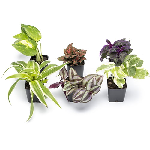 ELEMENT BY ALTMAN PLANTS Easy to Grow Houseplants (6 Pack)， Live House Plants， Growers Choice Plant Set in Planters with Potting Soil Mix， Home Décor Planting Kit or Outdoor Garden Gifts