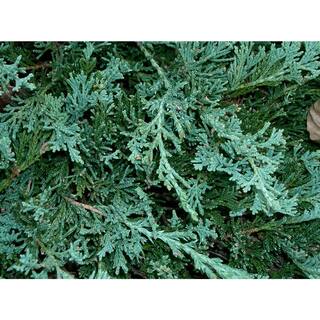 BELL NURSERY 1 Gal. Blue Rug Creeping Juniper Live Evergreen Shrub (3-Pack) JUNIP1HWI3PK