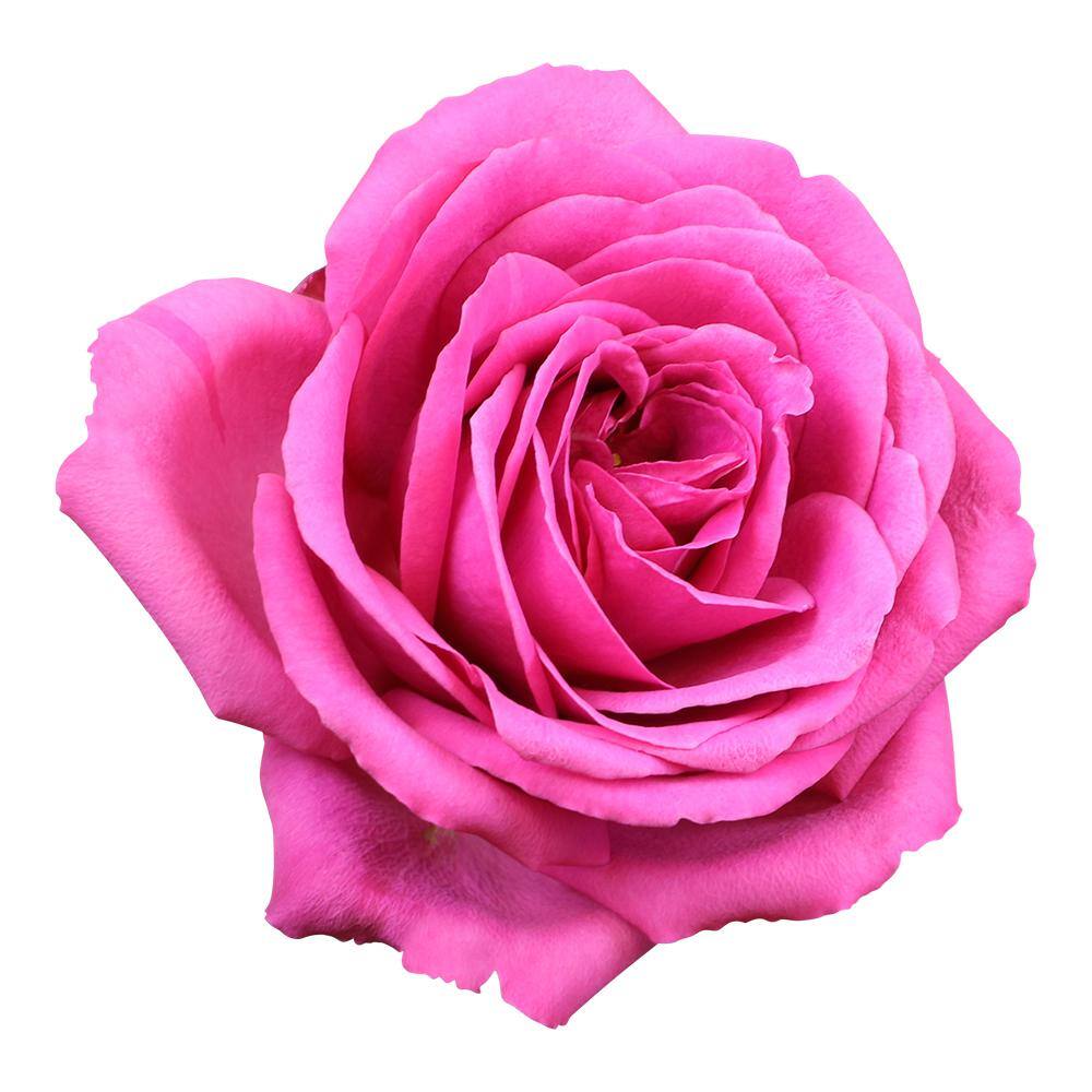 ALTMAN PLANTS 8 Qt. True Bloom True Gratitude Rose with Pink Flowers 0872515