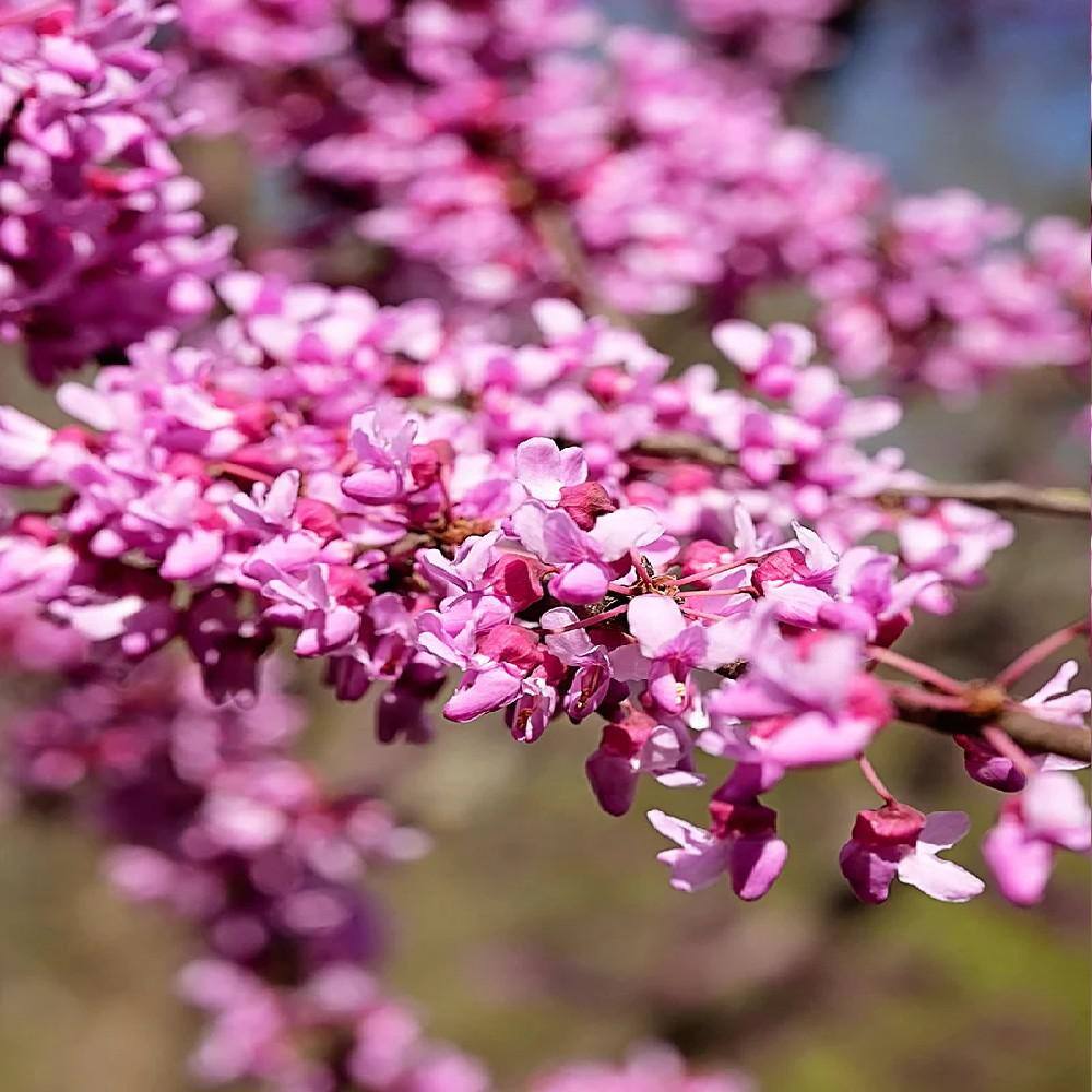 5 Gal. Hearts of Gold Redbud Tree REDHEA05G
