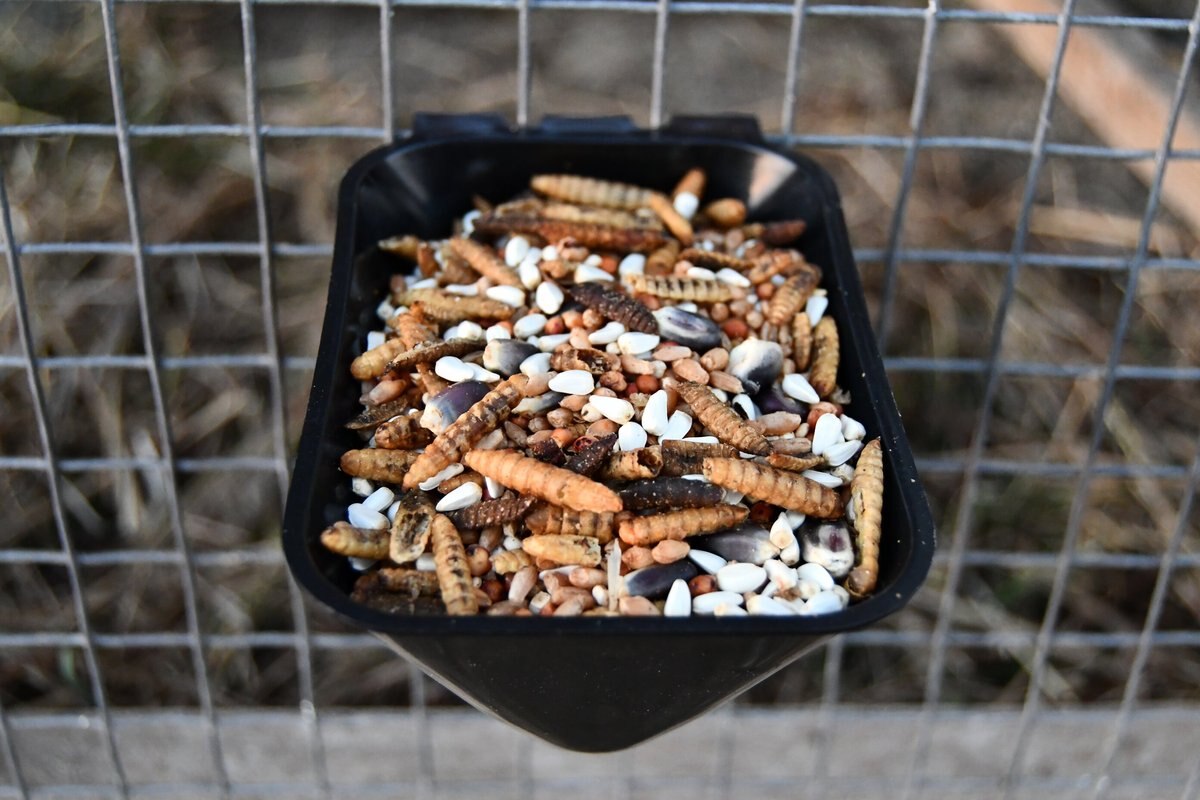 Little Farmer Products Red White and BUGS! Black Soldier Fly Grubs， Blue Corn， Safflower Mix Chicken Treats