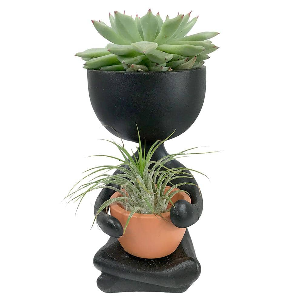 Wekiva Foliage Zen Harmony Planter - Live Plants in a Decorative Pot - Cactus Succulent Air Plant - A Symbol of Serenity and Beauty ZenHarmonyPlanter