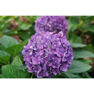 PROVEN WINNERS 4.5 in. Qt. Let's Dance Arriba Reblooming Hydrangea (Macrophylla) Live Plant Shrub Pink or Blue Flowers HYDPRC2557800