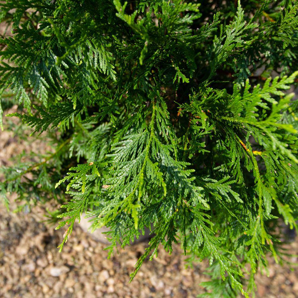 7 Gal. Thuja Green Giant Evergreen Arborvitae Privacy Tree THUGRE07G