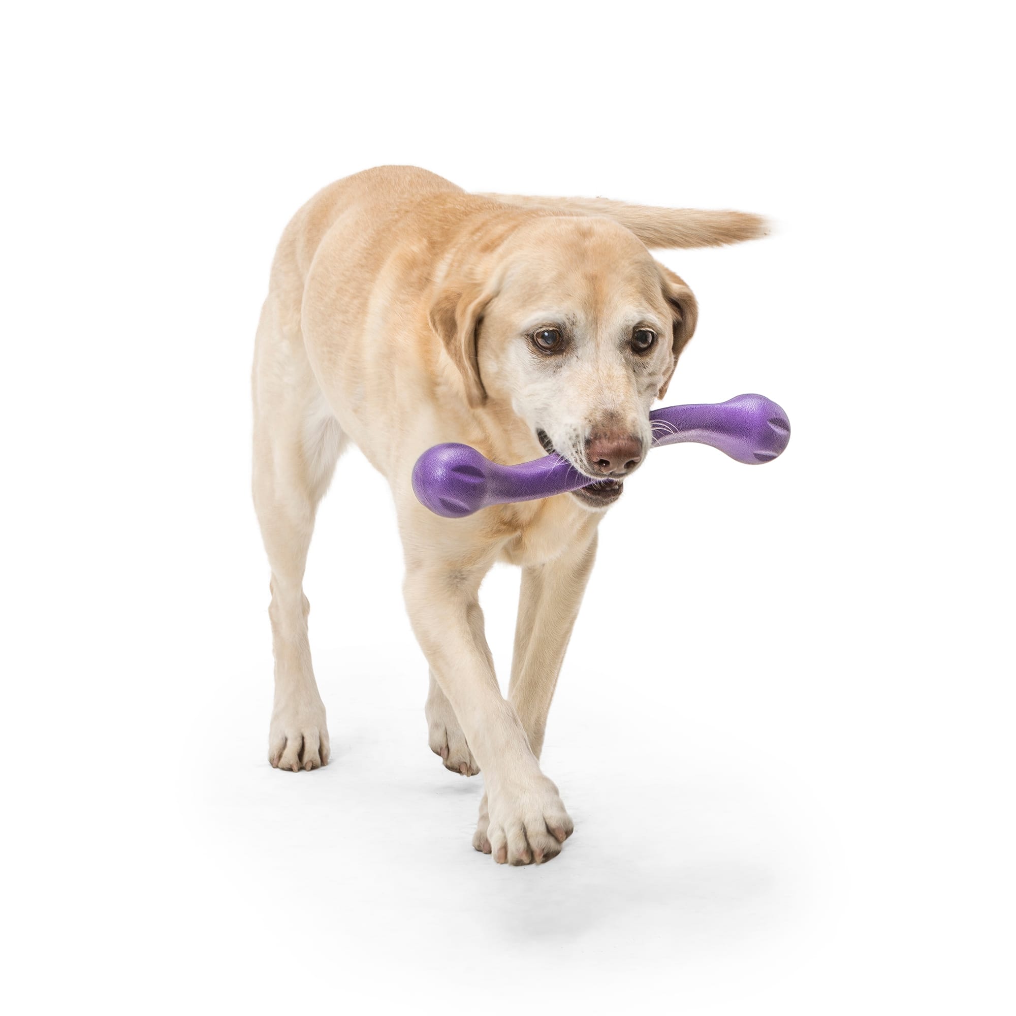 West Paw Zwig Fetch Assorted Dog Chew Toy， Large