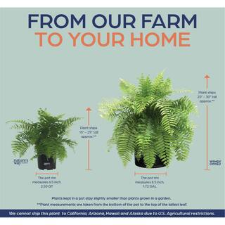 NATURE'S?WAY FARMS Fern Macho Live Outdoor Plant in Growers Pot Avg Shipping Height 2 ft. to 3 ft. Tall 5316