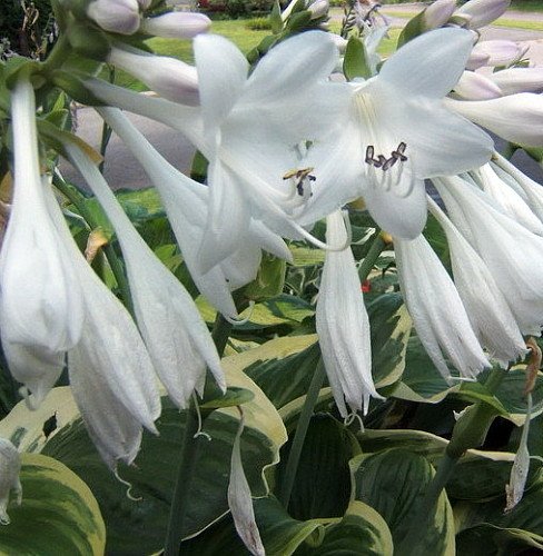 Diana Rememered Hosta - Quart Pot - Fragrant White Flowers