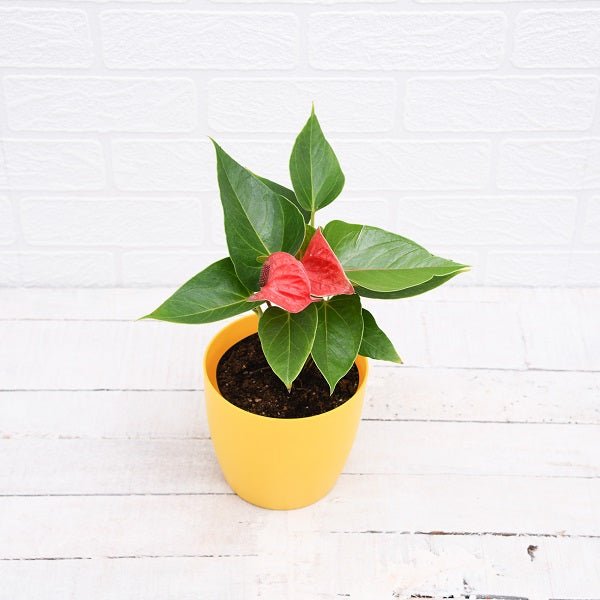 Anthurium (Any Color) - Plant