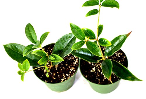 9GreenBox - Sweet Olive Tree Osmanthus - 2 Pack of 4