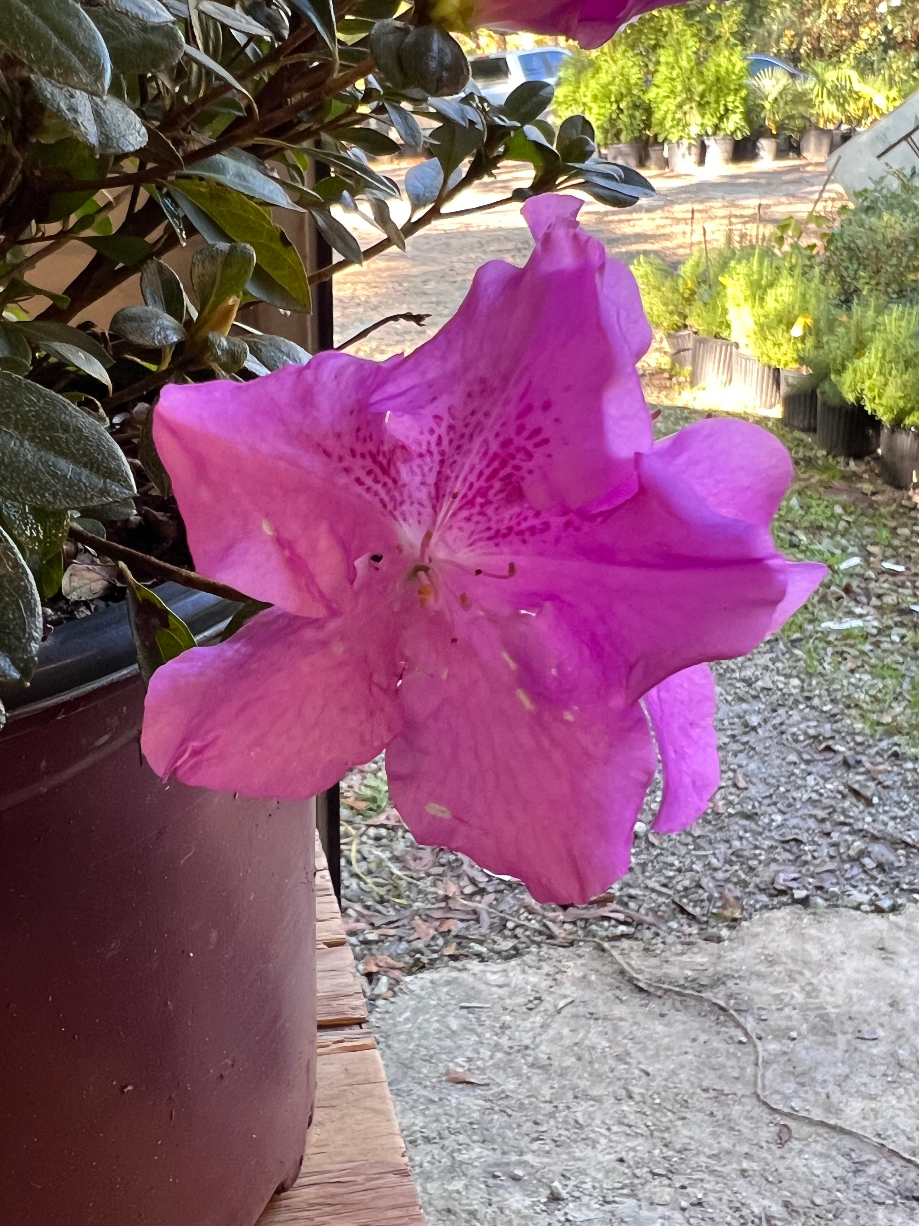 Encore Azalea Autumn Lilac