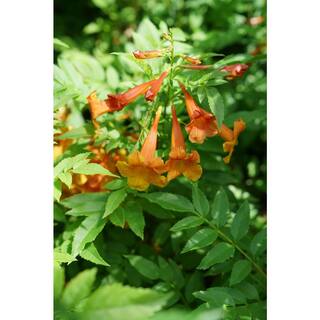 PROVEN WINNERS 1 Gal. Orange Chicklet Esperanza (Tecoma) Live Shrub Orange Flowers TECPRC1006101