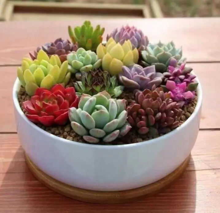 W925 Wholesale Succulent Pots Cactus Oval 6 inch White Ceramic Flower Planter Pot with Bamboo Tray Pack of 2 Set