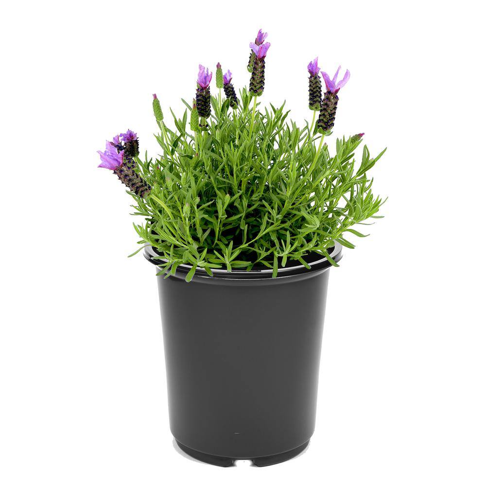 2.5 Qt. Spanish Purple Perennial Lavender Stoechas 1080