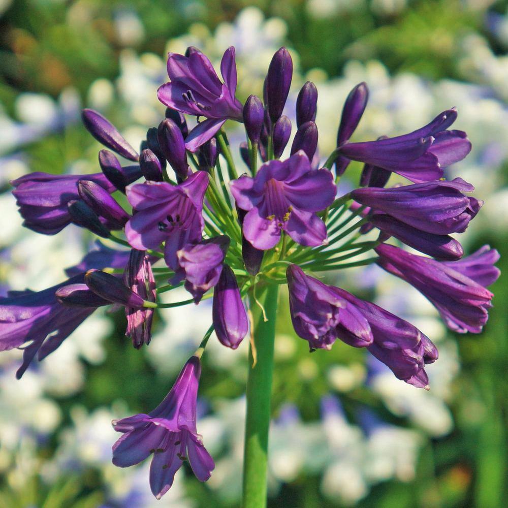 SOUTHERN LIVING 2.5 qt. Ever Amethyst Agapanthus with Reblooming Purple Flower Clusters 0276Q