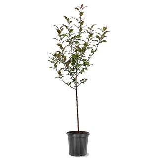 Centurion Crabapple Pink Flowering Ornamental Tree CRACEN05G