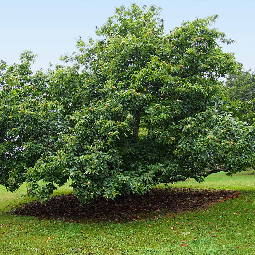 Chinese Chestnut Tree