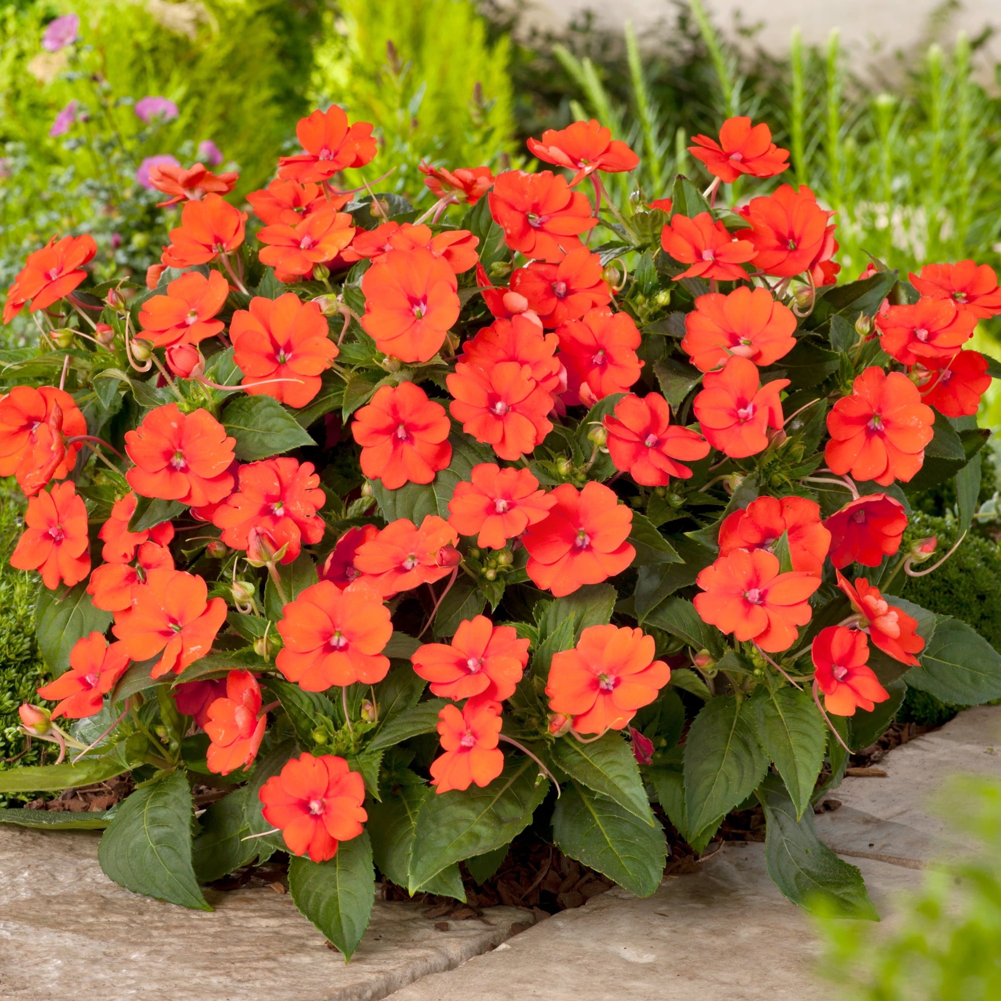 Impatiens Jumbo Splash Vigorous Orange 3- piece