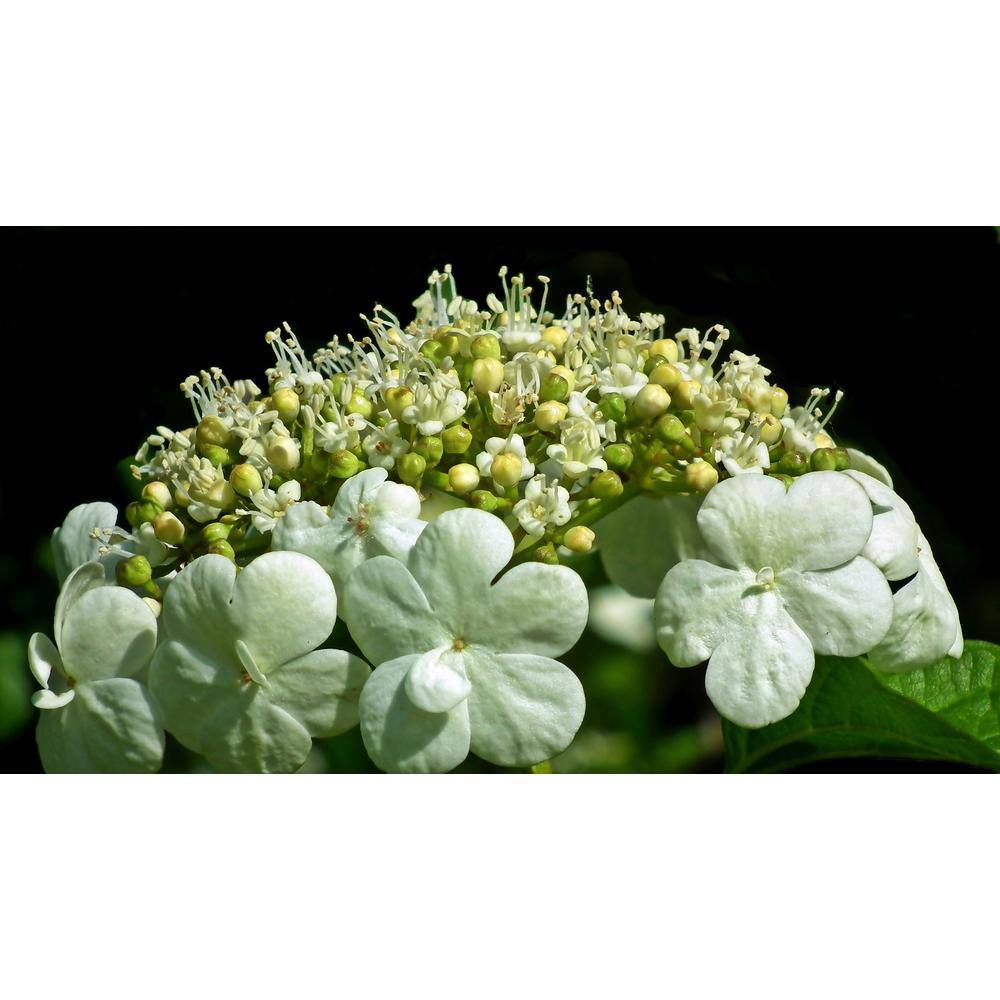 Online Orchards 1 Gal. Summer Snowflake Viburnum Shrub Showy Halos of Pure White Blossoms Throughout Summer SBVB001