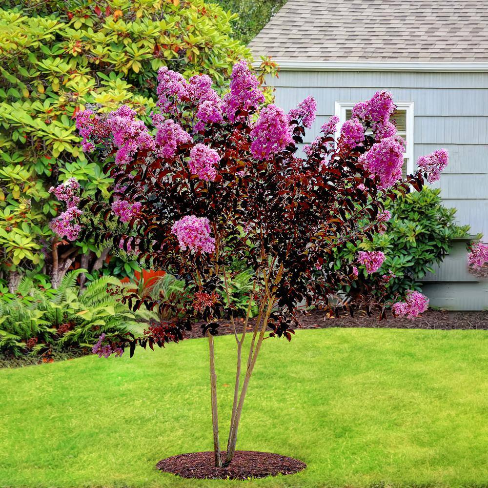 BLACK DIAMOND 1 Gal. Lavender Lace Crape Myrtle Tree CRMBLL01G