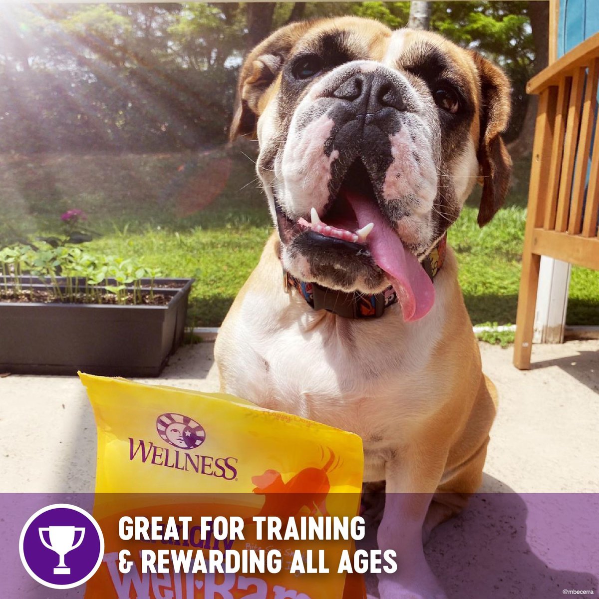 Wellness WellBars Grain-Free Crunchy Peanuts and Honey Baked Dog Treats