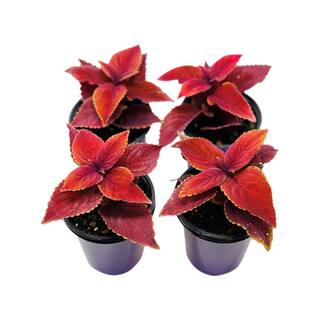 Pure Beauty Farms 1.38 Pt. Coleus Plant Oxblood Red in 4.5 In. Grower's Pot (4-Plants) DC45COLOXBLOOD4