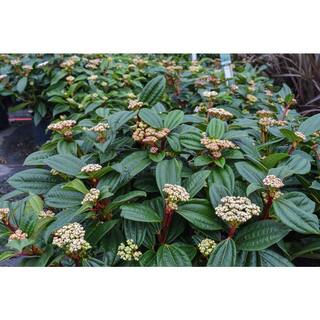 Online Orchards 1 Gal. David Viburnum Evergreen Shrub SBVB003