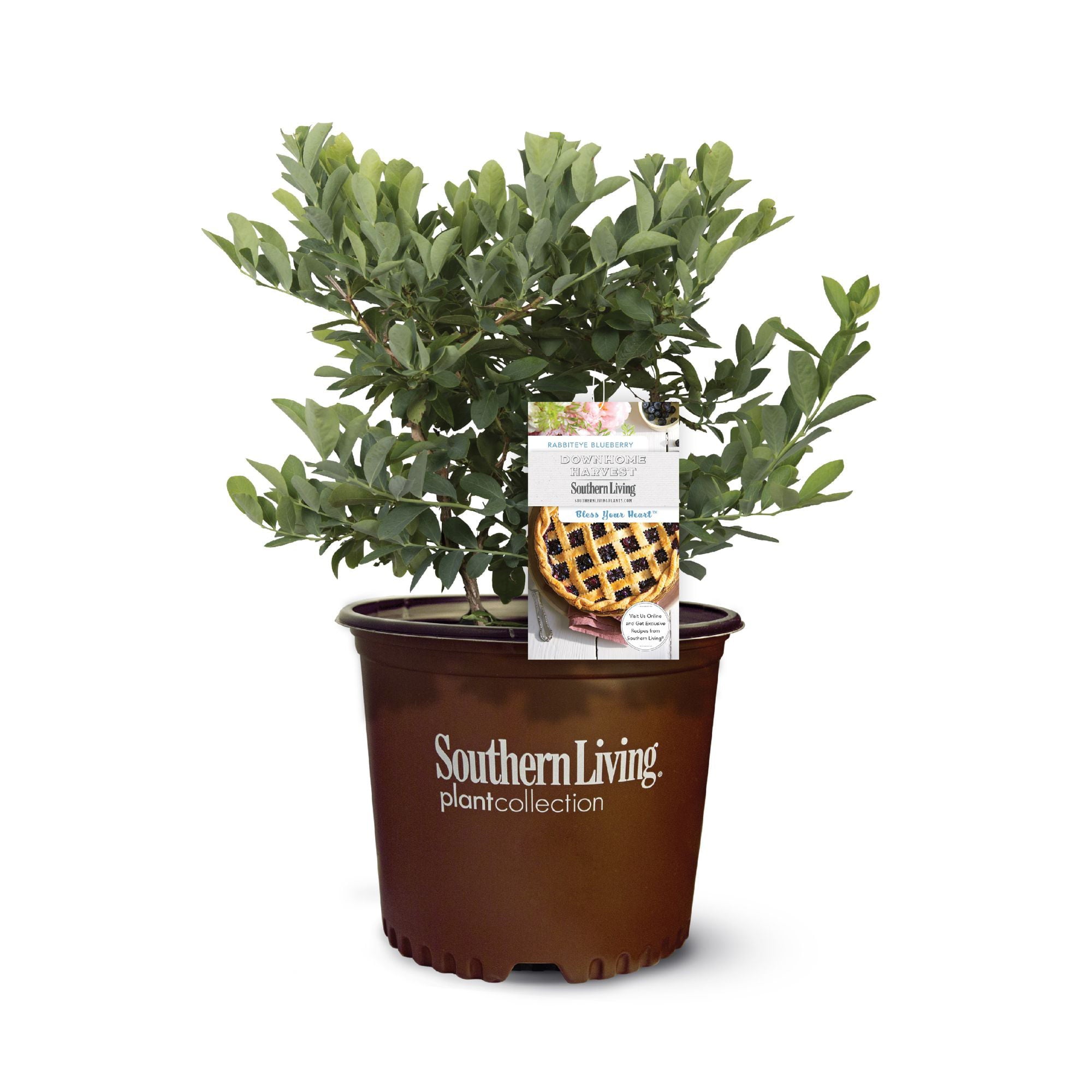 Southern Living Blueberry Bless Your Heart Live Shrubs (2 Gallon)