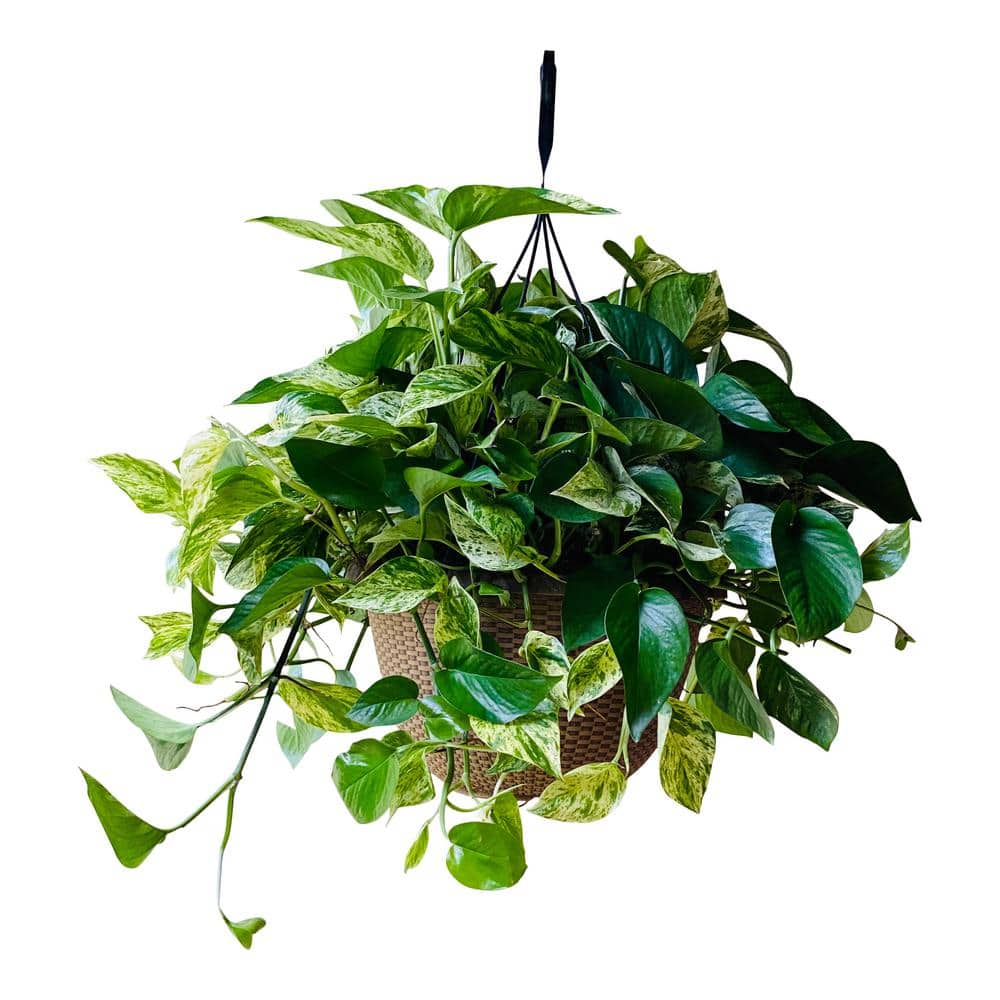 Pure Beauty Farms 12 in. 2 Gal. Golden Pothos Plant in Hanging Basket BOPIS5572