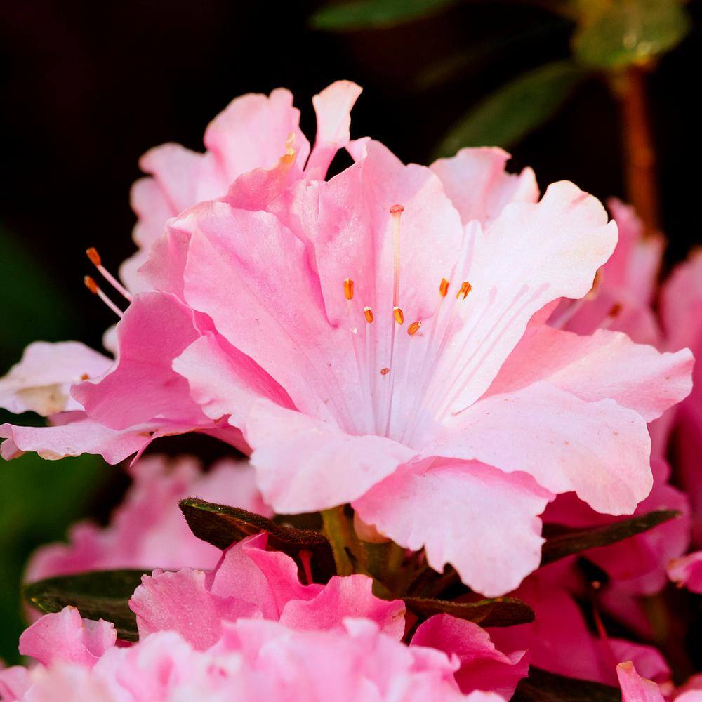 national PLANT NETWORK 2.5 qt. Azalea Watchet Flowering Shrub with Pink Blooms HD7044