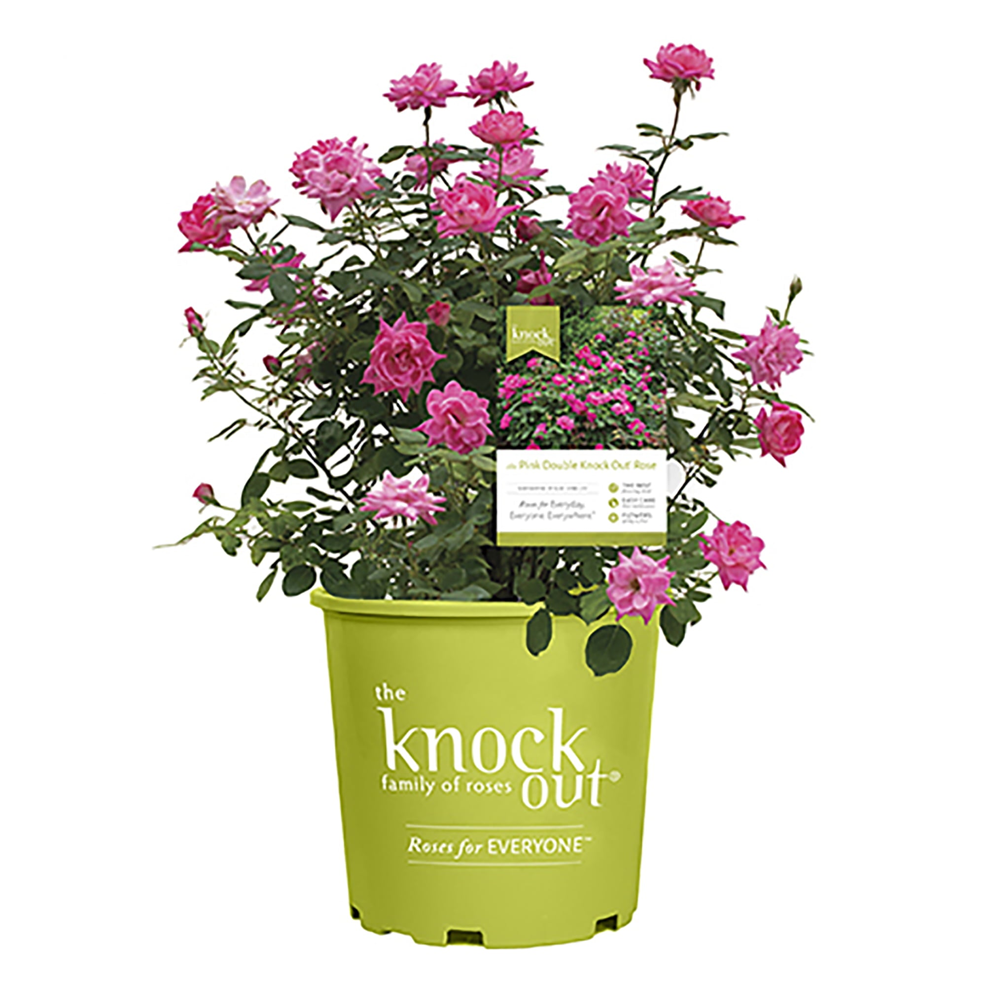 The Pink Double Knock Out® Rose Live Plant with Bright Pink Blooms (1 Gallon)