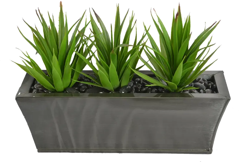 Triple Aloe Plants in a Zinc Ledge Planter Arrangement