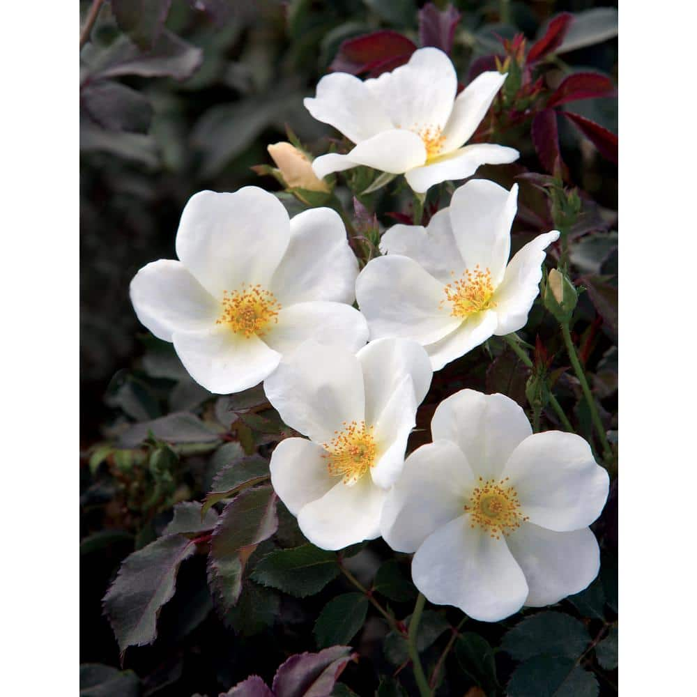 KNOCK OUT Dormant Bareroot White Knock Out Own Root Rose Bush with White Flowers 93210