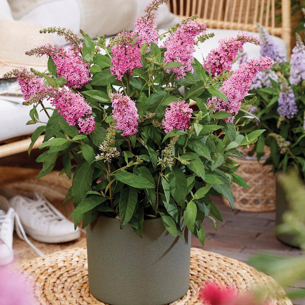 BUTTERFLY CANDY 1.5 Gal. Lil' Bubblegum Butterfly Bush (Buddleia) Live Shrub Plant Pink Flowers 05696Q