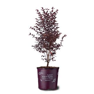 FIRST EDITIONS 3 Gal. Midnight Magic Pink Crape Myrtle Tree CRMMMA03G