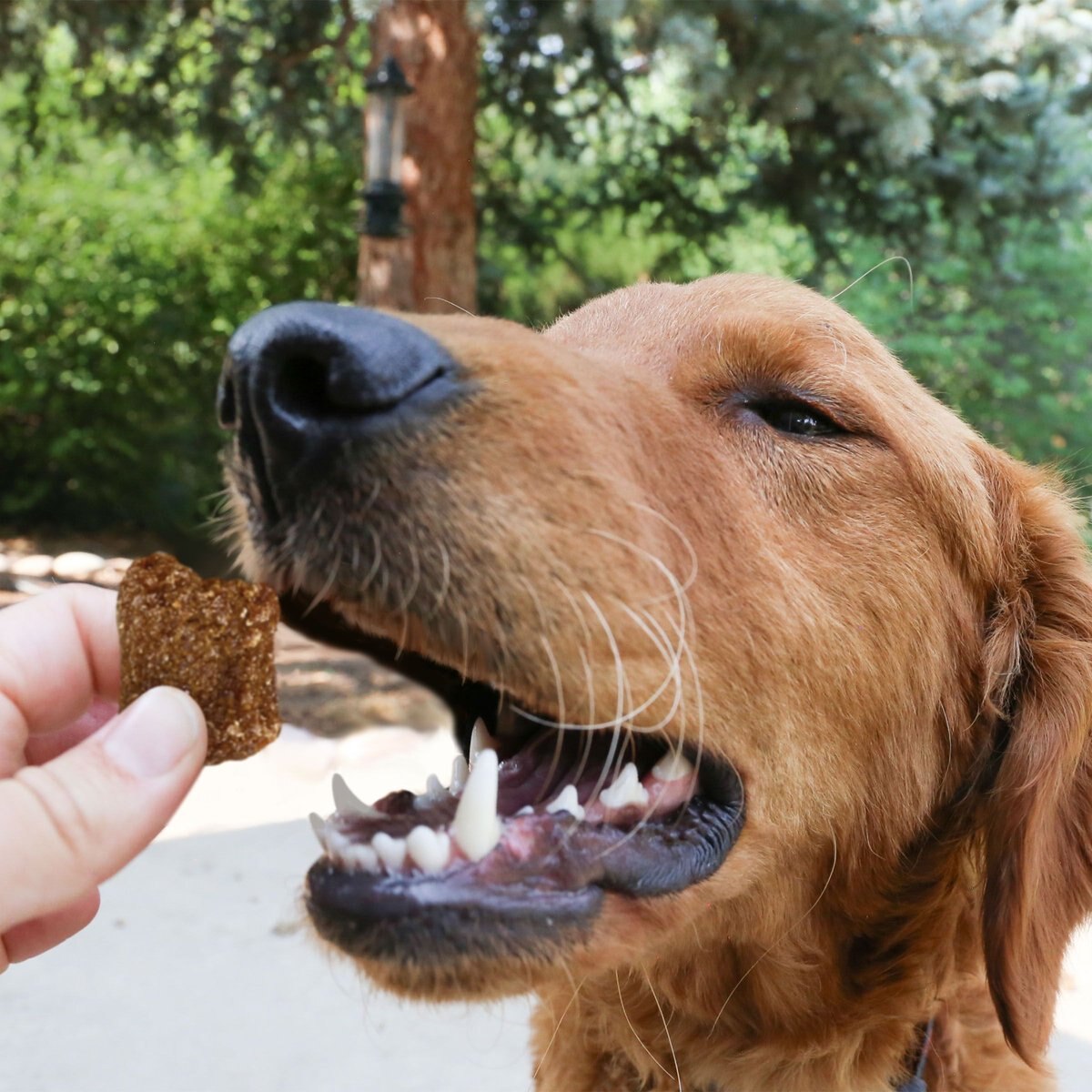 KONG Kitchen Hooked On Trout Grain-Free Cod Chewy Dog Treats， 5-oz box