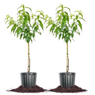 Perfect Plants 5 Gal. Flordaking Peach Tree (2-Pack) THD00412