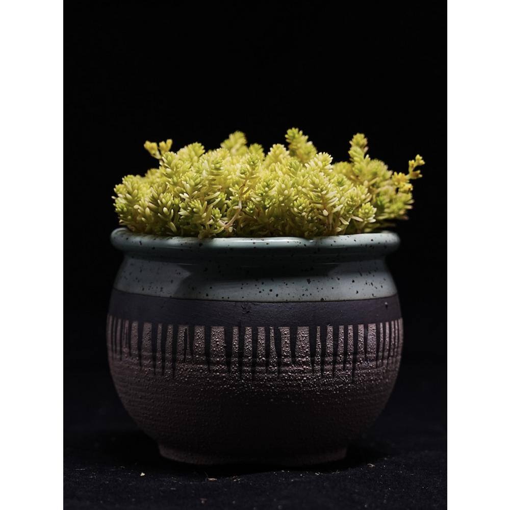 Cesicia Gold Moss Sedum Plants in Separate in. Pots (5-Pack) W-FXO-91