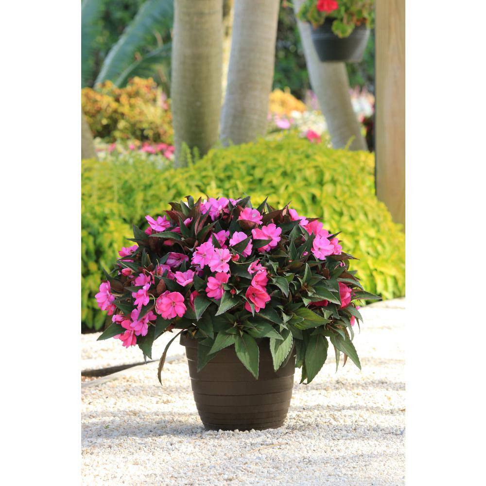 SunPatiens 1 Qt. Compact Lilac SunPatiens Impatiens Outdoor Annual Plant with Bright Purple Flowers 24457