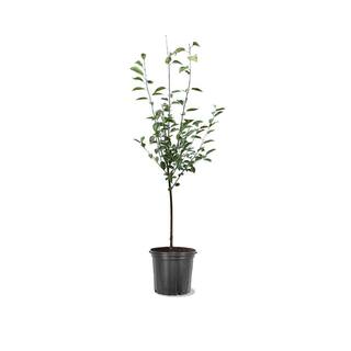 7 Gal. Montmorency Cherry Tree CHEMON07G