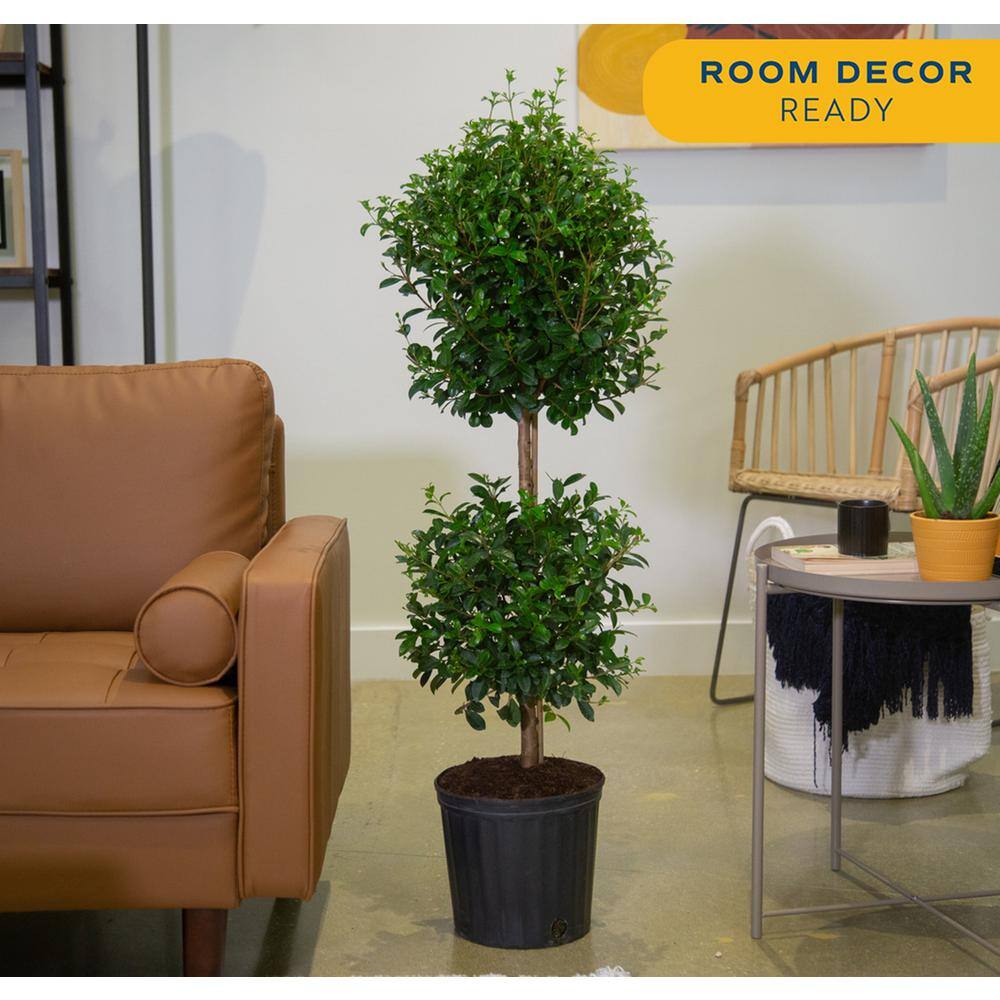 Costa Farms Eugenia 2-Ball Topiary IndoorOutdoor Shrub Plant in 10 in. Grower Pot Avg. Shipping Height 3-4 ft. Tall CO.EUC12.3.GP