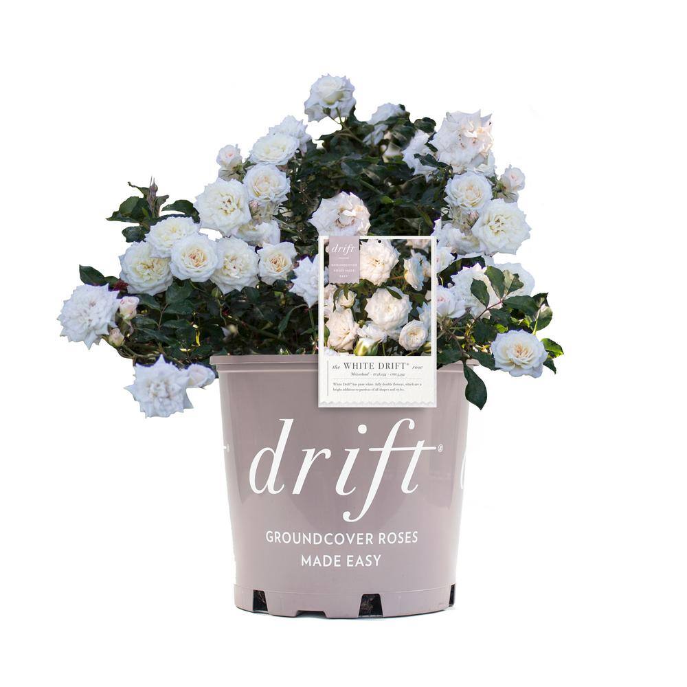 Drift 1 Gal. White Drift Live Rose Bush with White Flowers 62441