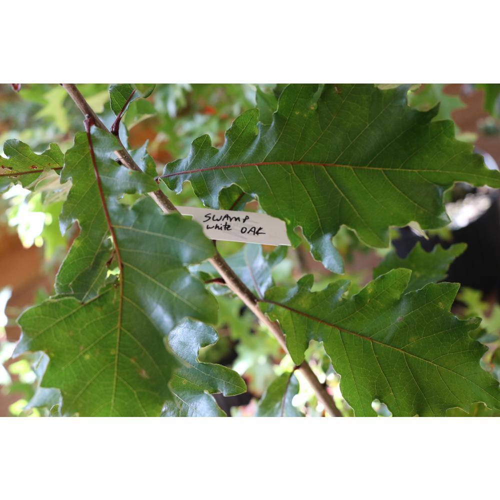 national PLANT NETWORK 2.25 Gal. Swamp White Oak Tree HD7092