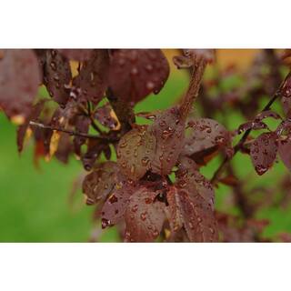 Online Orchards Vesuvius Flowering Plum Tree (Bare Root 3 ft. to 4 ft. Tall) FLPL002