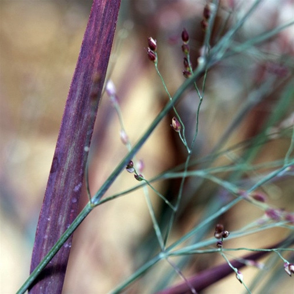 Panicum 'Hot Rod' Switchgrass