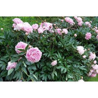 BELL NURSERY 2 Gal. Sarah Bernhardt Peony (Paeonia) Live Shrub with Pastel Pink Double Blooms PEONY2SBP1PK