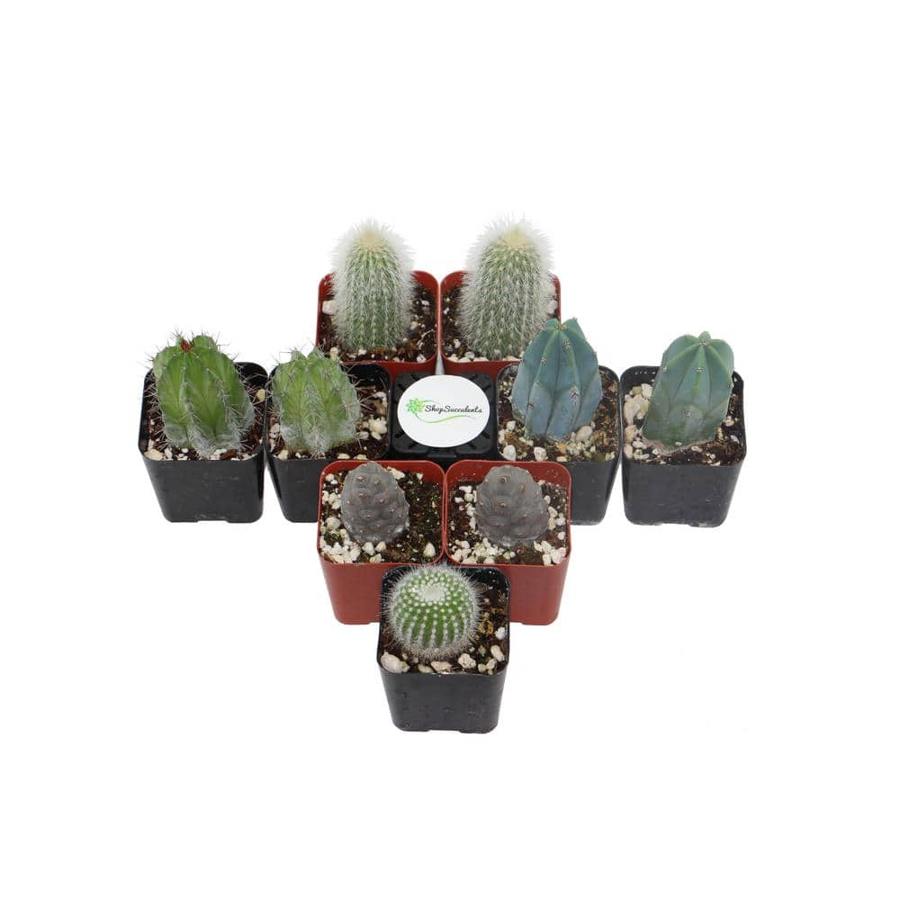 Shop Succulents 2 in. Cactus Collection (Collection of 9) C9