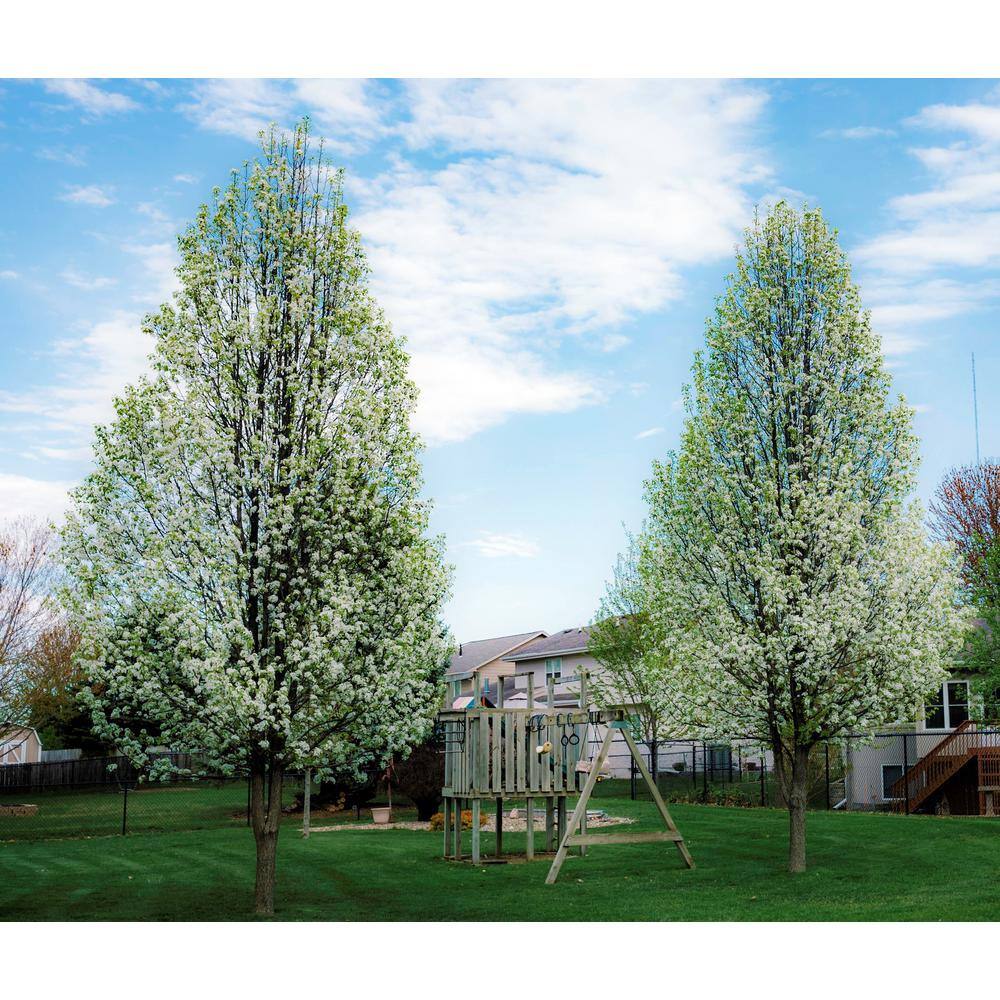 Online Orchards Redspire Flowering Pear Tree (Bare Root 3 t. to 4 ft. Tall) FLPR002