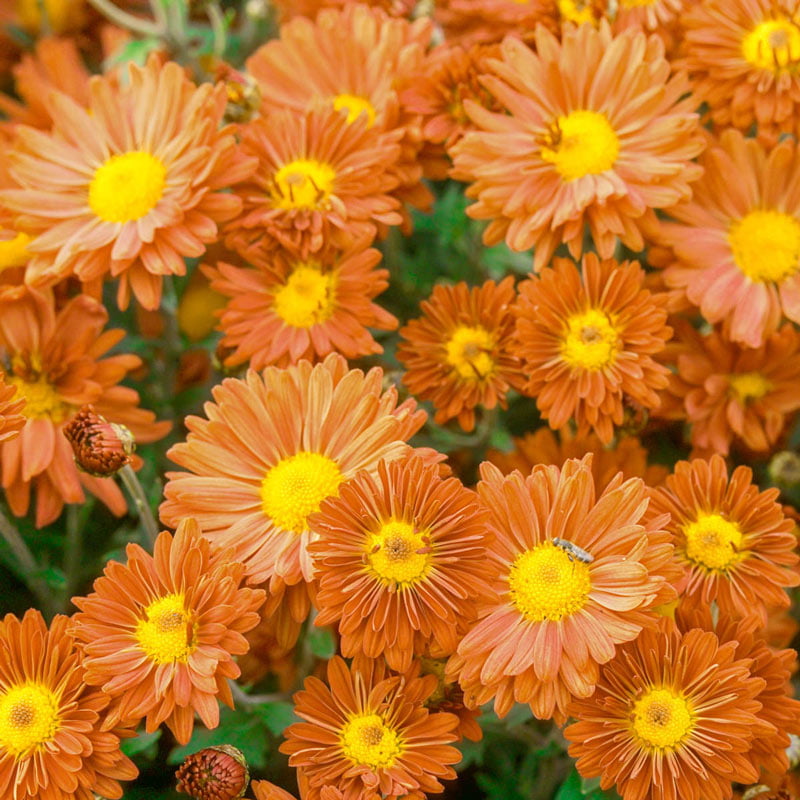 Bronze Daisy Mammoth Mum (Chrysanthemum)， Bare Root Starter Perennial Plant (1-Pack)