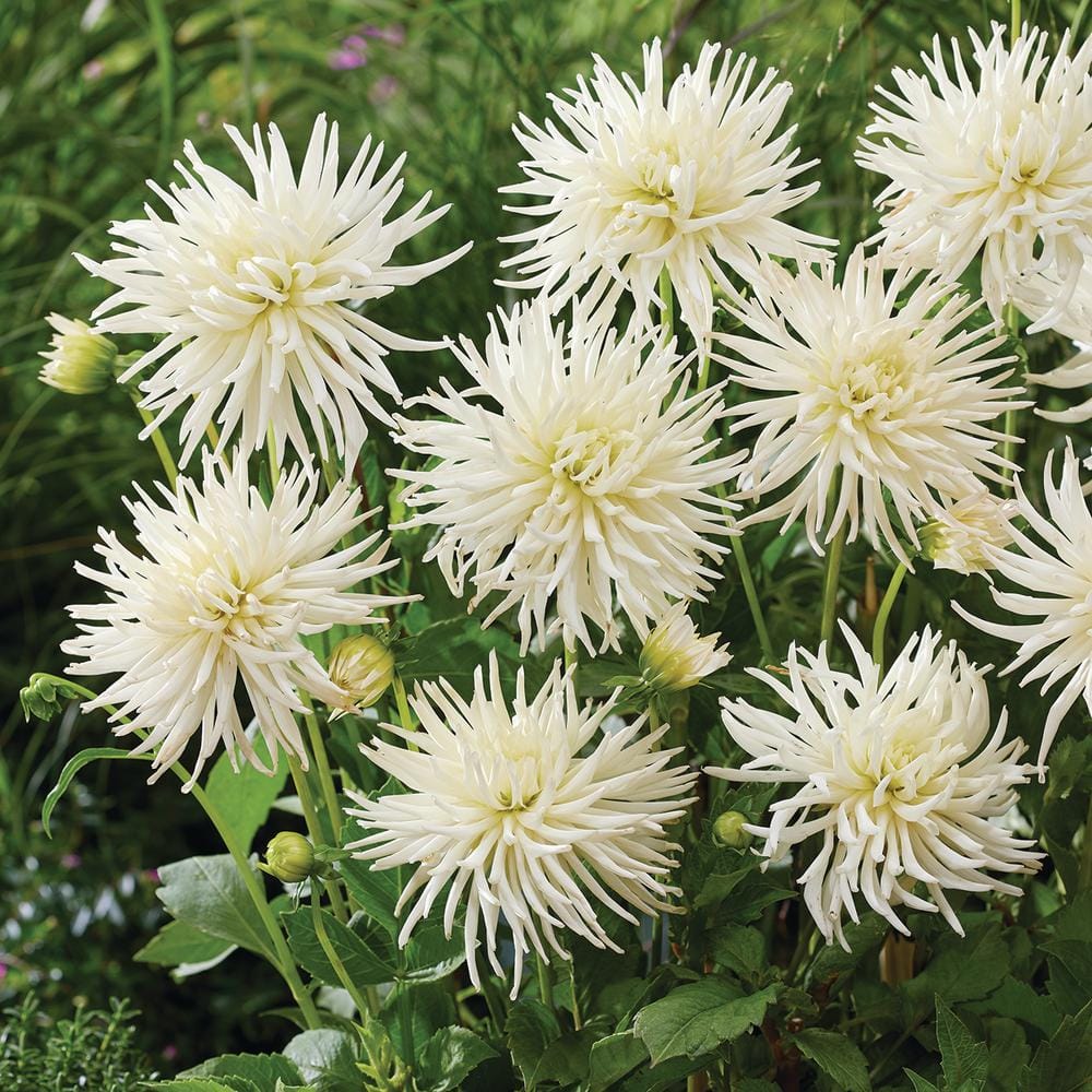 VAN ZYVERDEN Dahlias Playa Blanca Bulbs (Set of 5) 84131